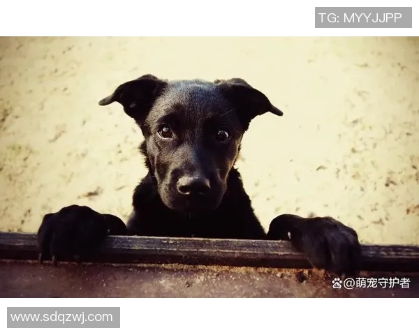 带狗的足球明星是谁揭秘他们的宠物生活与运动激情